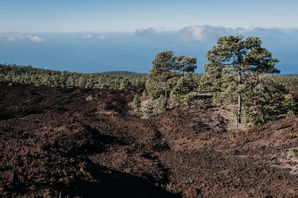 Siyah volkanik lav alanı çam ile sallamak. Teide Milli Parkı. Tenerife