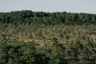 Yaz aylarında bataklıkta çam ağaçları. Kemeru Letonya