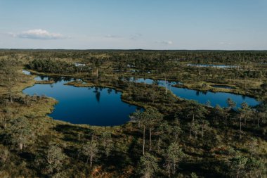 İki Mavi Göl yaz bataklıkta çam ağaçlarının arasında. Kemeru Letonya