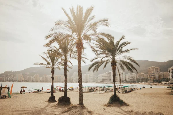 Cuatro Palmeras Playa Cullera Con Las Montañas Fondo Valencia España — Foto de Stock