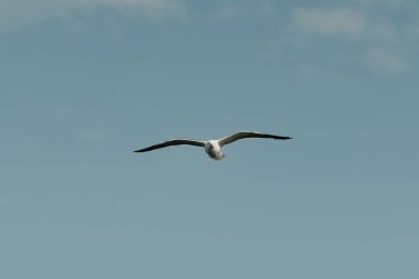 Uzaklardaki martı mavi gökyüzü ve bulutlarla uçuyor güneşli bir öğleden sonra.