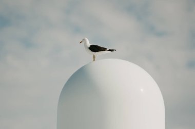 Martı, güneşli bir günde mavi gökyüzü ve arkaplanda bulutlarla beyaz antende kalır.
