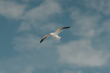 Güneşli bir günde arkasında bulutlar olan beyaz bir martı hızlı uçar. Fotoğraf aşağıdan.