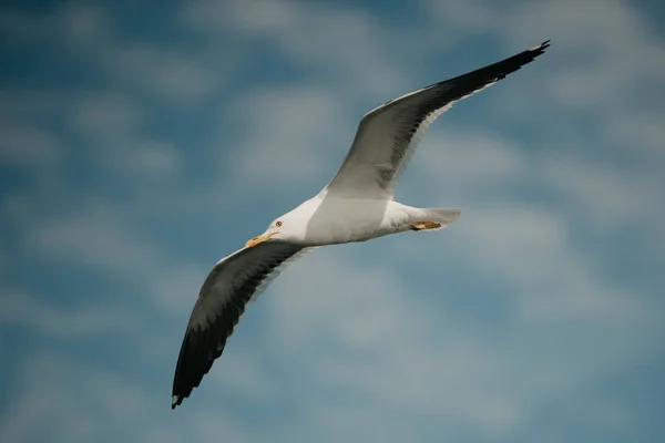 Mouette Vol Avec Ciel Bleu Les Nuages Arrière Plan — Photo