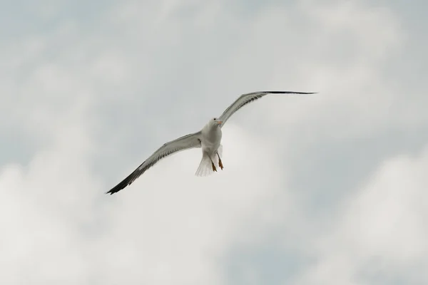 Elegante Gabbiano Volo Con Cielo Azzurro Nuvole Sullo Sfondo Una — Foto Stock
