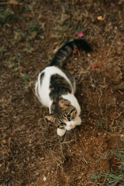 一只长着被咬的耳朵的可爱的小猫坐在地上抬头看 — 图库照片