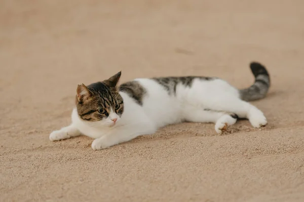 Söt Tabby Katt Med Gnagt Öra Jakt Stranden Morgonen — Stockfoto