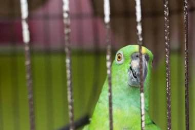 Kafesteki yaşlı papağan - gagası aşınmış papağan