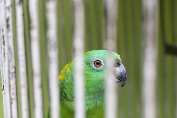 caged old parrot - exotic animal trafficking