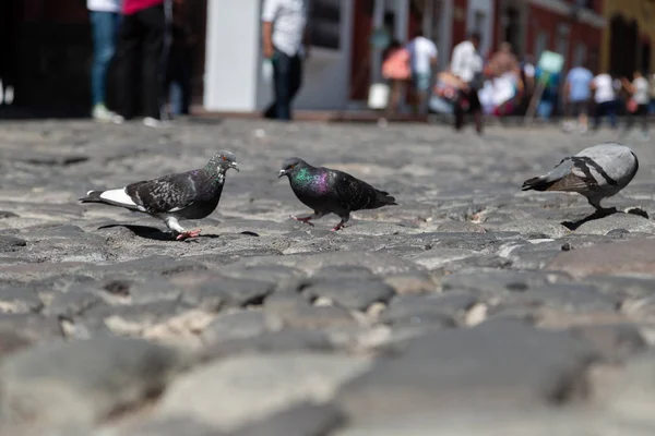 Gołębie spacerujące po kamiennej ulicy w kolonialnym mieście Antigua Gwatemala tło spacerujących ludzi, architektura, przestrzeń kopiowania — Zdjęcie stockowe