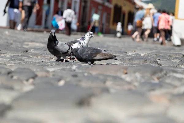 Pigeons marchant sur la rue de pierre dans la ville coloniale Antigua Guatemala fond marcher les gens, l'architecture, l'espace de copie — Photo