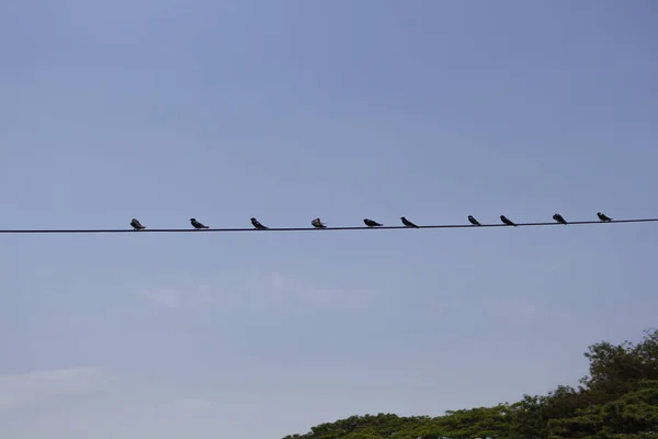 Birds on a wire in blue sky background - birds in the sky — Stock Photo, Image