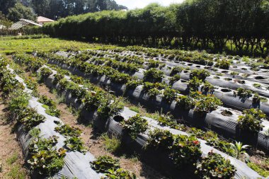 Çilek tarlası - Çilek ekimi tarlada siyah naylon kullanarak