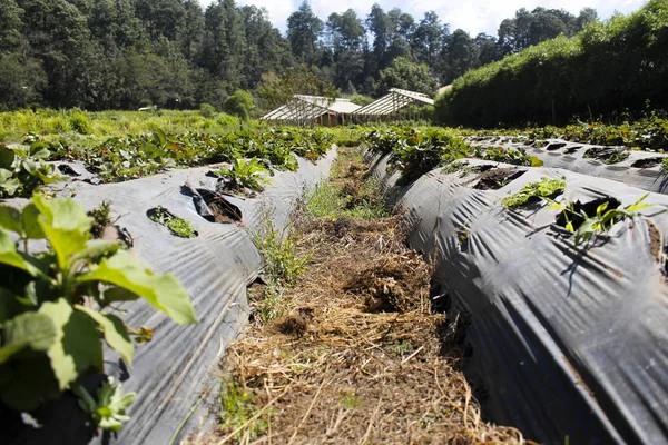 Jordgubbsplantage på lantgård - Jordgubbsodling på åkern med svart nylon — Stockfoto