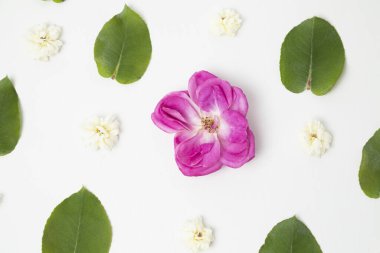 Yeşil yapraklar ve küçük beyaz çiçeklerle çevrili pembe gül.