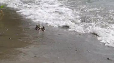 Göl kıyısındaki kayalar dalgalarla, deniz kıyısındaki karanlık kumlar