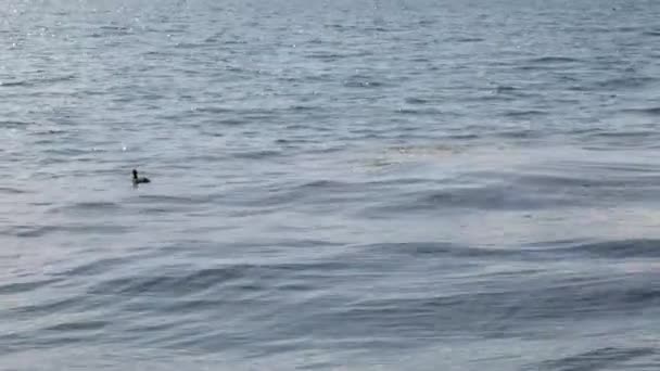 穏やかな青い湖の水鴨は青い海の水の上で日光浴をし — ストック動画