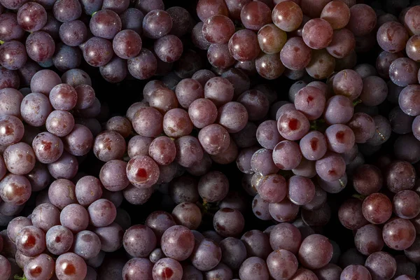 Brunch of Red Wine Grapes Fundo — Fotografia de Stock