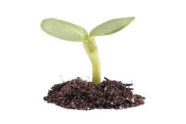 Bitki toprak sığ Adası ile çimlenme