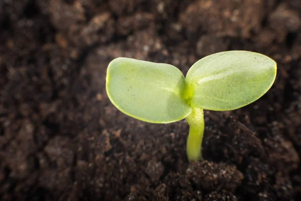 土を通って発芽植物撮影 — ストック写真