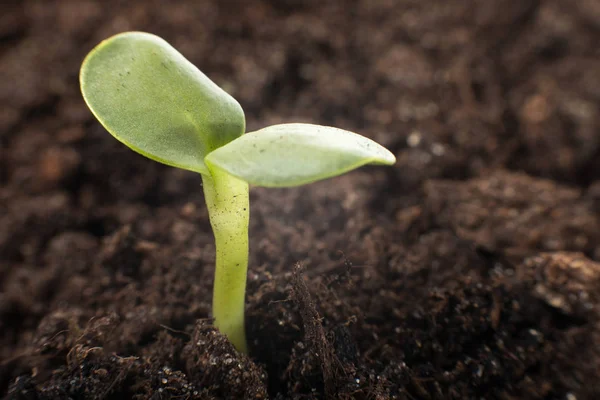 Jovem planta brotou através de solo negro — Fotografia de Stock