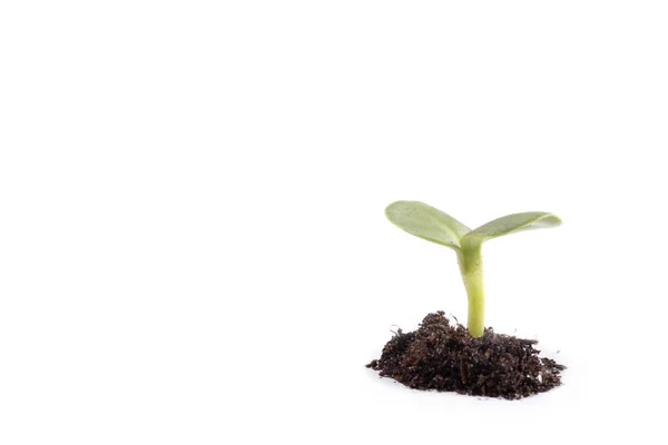 Planta verde brotando através de pilha de solo — Fotografia de Stock