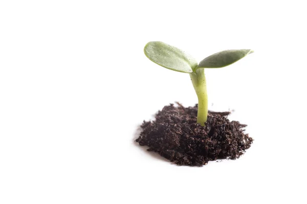 Молода зелена рослина в купі ґрунту — стокове фото
