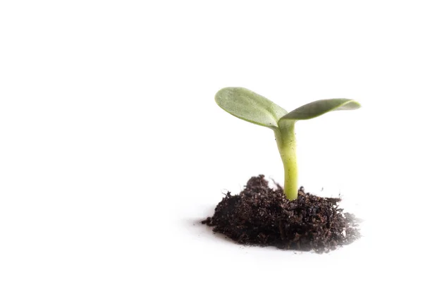 Planta verde care crește din grămadă de sol — Fotografie, imagine de stoc