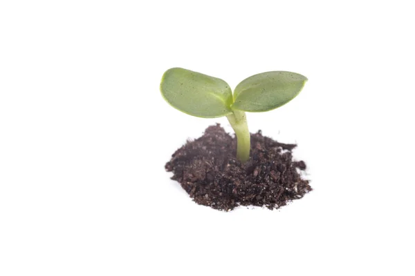 Pequena planta verde brotando através do solo — Fotografia de Stock
