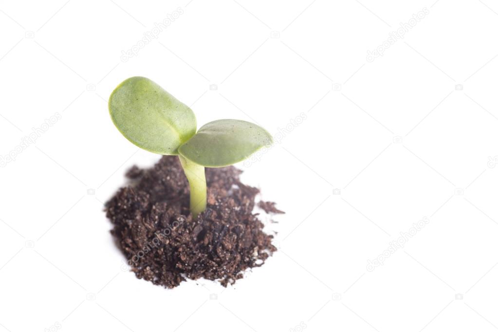 Green plant growing from pile of soil
