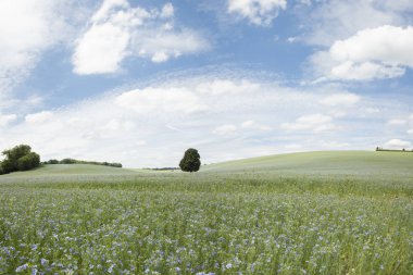 Keten tohumu ya da keten bir alanda çiçekli bir ürün