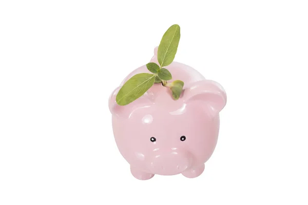 Piggy bank with a young fresh green plant — Stock Photo, Image