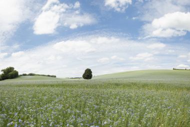 Keten tohumu ya da keten bir alanda çiçekli bir ürün
