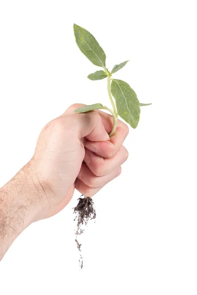 Man håller en liten grön planta i handen — Stockfoto