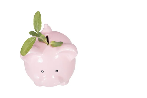 Eco or bio concept with a plant in a piggy bank — Stock Photo, Image
