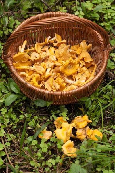 Sepet içinde mantar Cantharellus cibarius