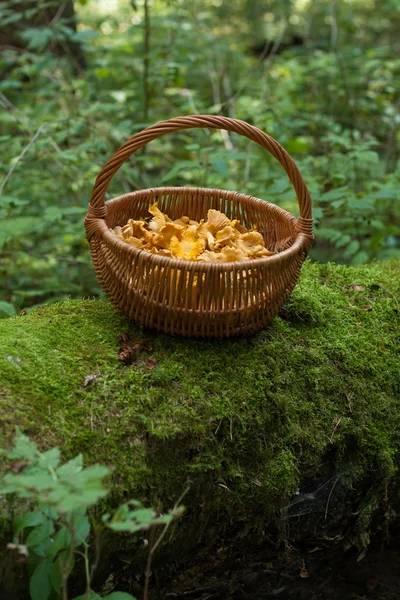 Лисичка гриби в кошик — стокове фото