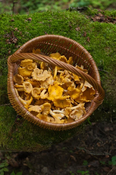Mushrooms Chanterelle In Basket