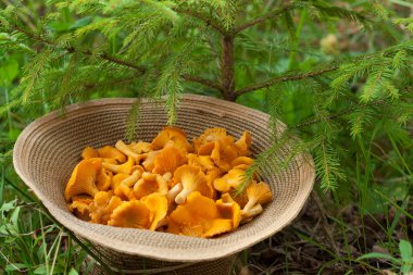 Mantar, şapka ve köknar ağacı