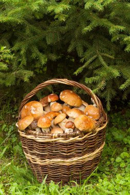 Orman Mantarı Ve Sepet.