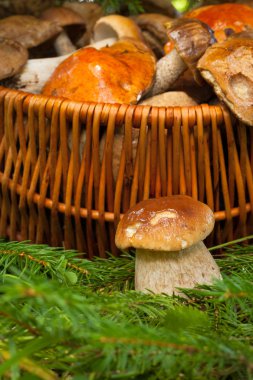 Mantar Boletus Edulis Ve Hasır Sepet.
