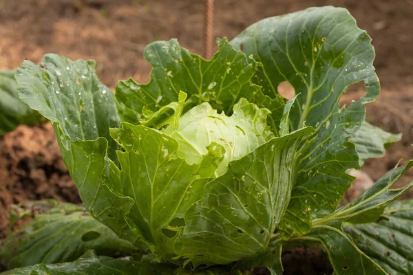 Cabbage, Eaten By Insects, Caterpillars.