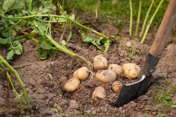 Kartoffel und Spaten — Stockfoto