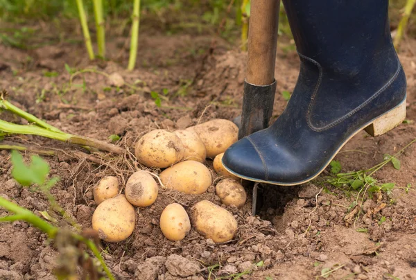 Agricultor e batata — Fotografia de Stock