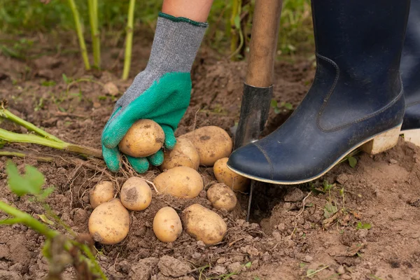 Rolnik i ziemniaków — Zdjęcie stockowe