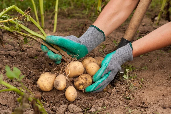 Boer en aardappel — Stockfoto