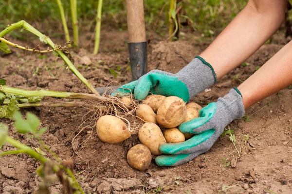 Αγρότης και πατάτα — Φωτογραφία Αρχείου