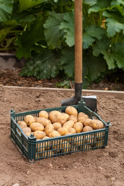 Sklízení mladé brambory. — Stock fotografie