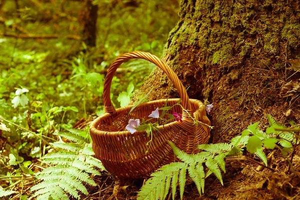 Korb und Blumen im Wald. — Stockfoto