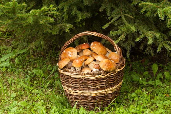 Setas y cesta del bosque . — Foto de Stock